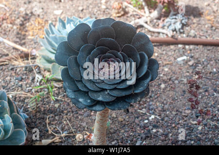 Black rose - Aeonium arboreum 'Zwartkop' dans un jardin de cactus et succulentes photographiés à Tel Aviv, Israël en mai Banque D'Images