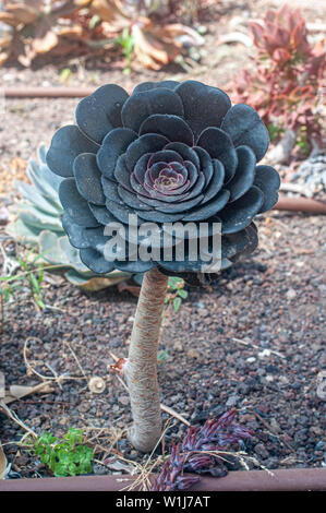 Black rose - Aeonium arboreum 'Zwartkop' dans un jardin de cactus et succulentes photographiés à Tel Aviv, Israël en mai Banque D'Images