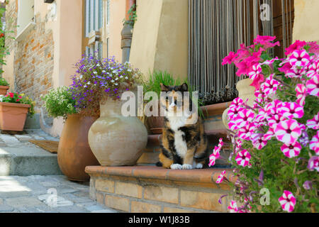 Brun et noir sérieux cat italien aux yeux verts assise sur l'escalier et entouré de diverses fleurs bleu et ping au cours de l'été chaud t Banque D'Images