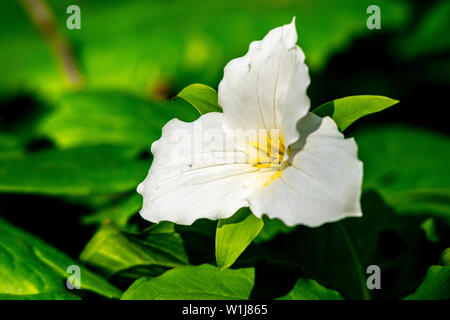 Un trillium blanc, Trillium grandiflorum, fleurit sur des feuilles vert foncé au parc d'État de Potato Creek à North Liberty, Indiana, États-Unis Banque D'Images