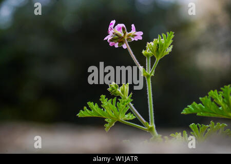 Doux parfum géranium dans un jardin Banque D'Images