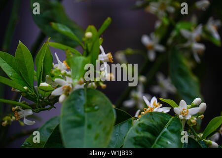 Arbre à fleurs orange fleurs d'oranger. Photographié en Israël en mars Banque D'Images