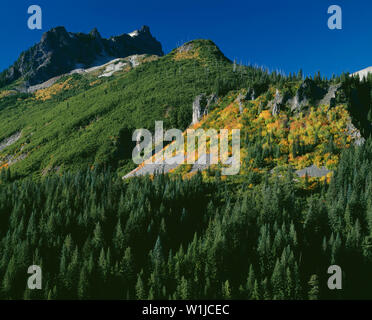 USA, Washington, Mt. Rainier National Park, Stevens, une partie de la crête de Tatoosh Range, au-dessus de forêts de sapins et de couleur d'automne érable circiné. Banque D'Images