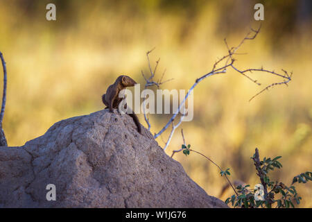 La Mangouste naine commune sur termitière dans le parc national Kruger, Afrique du Sud ; Espèce Helogale parvula famille des Herpestidae Banque D'Images