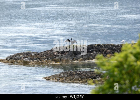 Séchage Cormorant ses ailes sur l'éperon rocheux sur le bord du rivage Ile de Skye, Ecosse Banque D'Images
