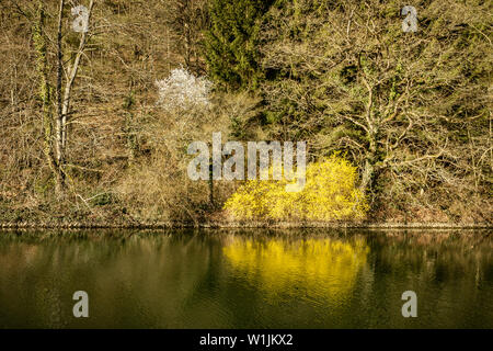 Au début du printemps, arbres en fleurs reflet dans l'eau Banque D'Images