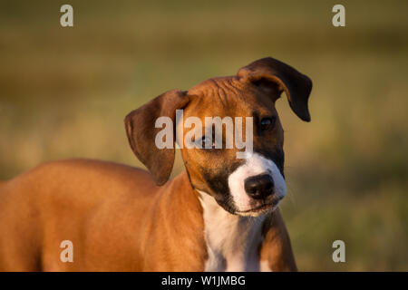 Brown American Pit Bull Terrier puppy, tête portrait dans le soleil du soir Banque D'Images