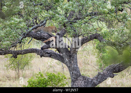 Leopard mangeant une proie dans un arbre dans le parc national Kruger, Afrique du Sud ; espèce Panthera pardus famille des Felidae Banque D'Images