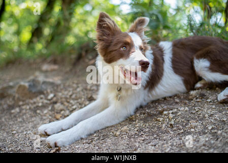 Brown border collie chien assis sur le sol Banque D'Images