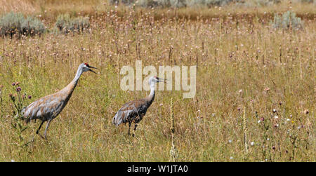 Une paire de grues du Canada marche à travers un champ de Silver Creek près de Park City, Utah. (C) 2009 Tom Kelly Banque D'Images