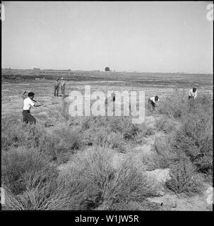 Topaze, Utah. Un groupe de travailleurs agricoles volontaires de compensation des terres vierges et sauvages d'armoise g . . . ; Portée et contenu : la légende complète pour cette photographie se lit comme suit : Topaze, Utah. Un groupe de travail bénévole de compensation des travailleurs agricoles des terres vierges de l'armoise et de guayule sauvages avant l'établissement de fossés d'irrigation et la plantation de cultures fourragères. Banque D'Images