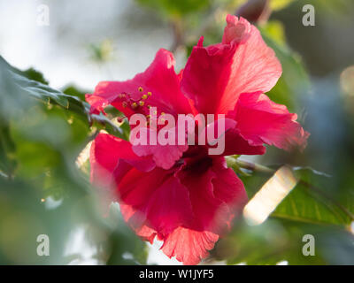 Belles fleurs d'hiver. Brouillé style bokeh, feuillages, cadre rose frully rouge double hibiscus plante 'Hiawatha' fleur, jardin côtier Banque D'Images