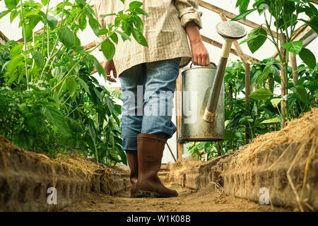 Jeune femme l'arrosage des plantes en serre close up shot. home gardening Banque D'Images