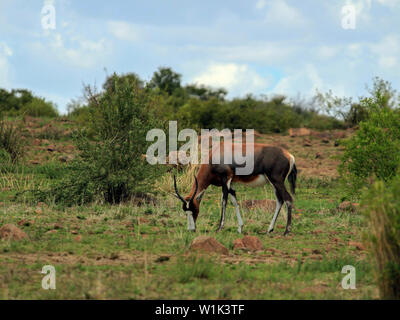 (Bontebok Damaliscus pygargus) dans la réserve naturelle de l'Afrique Banque D'Images