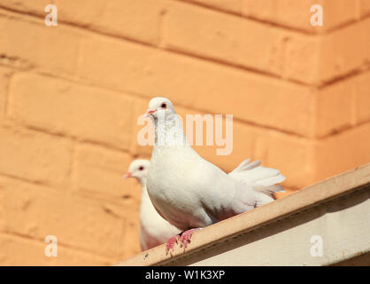 Deux pigeons Fantail blanc assis sur un toit Banque D'Images