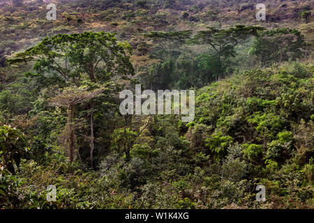 La végétation luxuriante de la forêt tropicale du paysage avec des plantes et des arbres en fleurs dans la jungle africaine de la réserve de conservation des forêts, de la Sierra Leone Banque D'Images