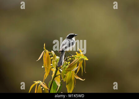 Bushchat gris, homme, Saxicola ferreus, Chopta, Uttarakhand, Inde. Banque D'Images