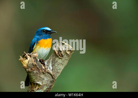 À la façade bleu blue flycatcher, homme, Lacedo hoevelli, Western Ghats, India. Banque D'Images