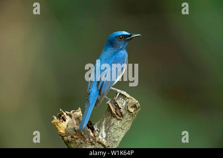 À la façade bleu blue flycatcher, homme, Lacedo hoevelli, Western Ghats, India. Banque D'Images