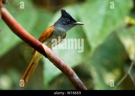 Indian paradise flycatcher, femme, Terpsiphone paradisi, Western Ghats, India. Banque D'Images