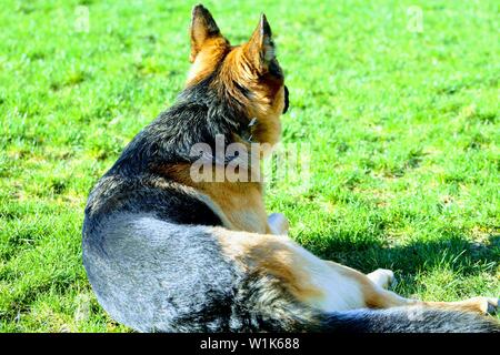 German Shepard Dog Banque D'Images