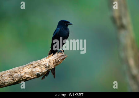 Dicrurus macrocercus, drongo noir, Western Ghats, India. Banque D'Images