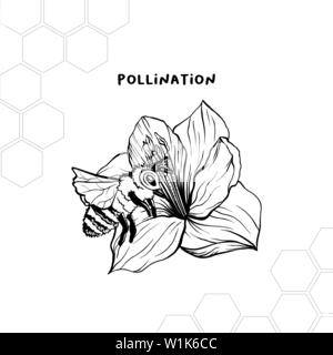 Processus de pollinisation hand drawn vector illustration. Le miel produit store logo, étiquette. Bee and flower stylo encre croquis. Clipart nid d'géométrique. Amaryllis stylisé dessin. Élément de design isolés Illustration de Vecteur