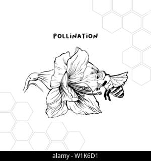 Processus de pollinisation hand drawn vector illustration. Le miel produit store logo, étiquette. Bee and flower stylo encre croquis. Clipart nid d'géométrique. Amaryllis stylisé dessin. Élément de design isolés Illustration de Vecteur