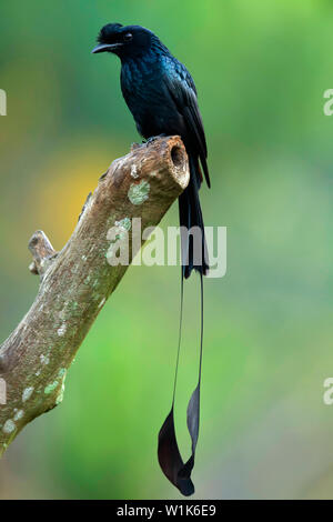 Plus de racket-tailed drongo, Dicrurus paradiseus, Western Ghats, India. Banque D'Images