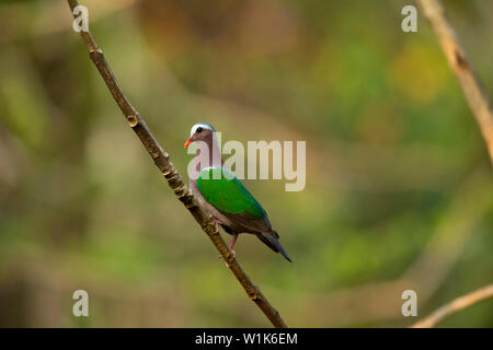 Chalcophaps indica, colombe émeraude, Western Ghats, India. Banque D'Images