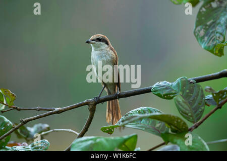 Pie-grièche brune Lanius cristatus,, Western Ghats, India. Banque D'Images