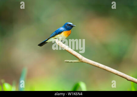 À la façade bleu blue flycatcher, homme, Lacedo hoevelli, Western Ghats, India. Banque D'Images