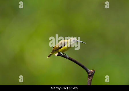 Peu spiderhunter Arachnothera longirostra,, Western Ghats, India. Banque D'Images