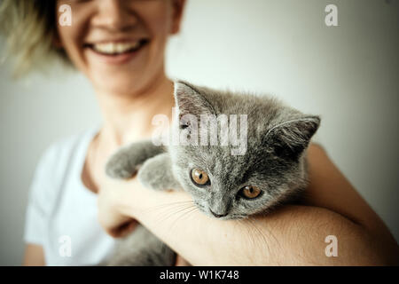 Heureux chaton aime être caressé par la main de femme. Le British Shorthair Banque D'Images