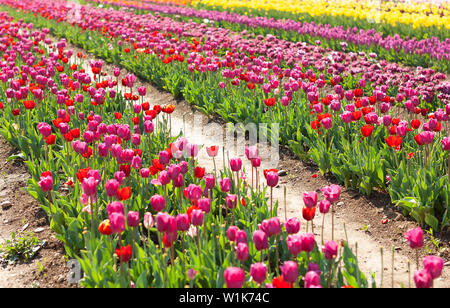 Champ de tulipes en fleurs en Pays-Bas, les rangées de fleurs roses et jaunes. Conception de l'agriculture. Paysage de printemps Banque D'Images