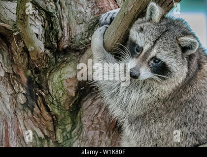 Une autre photo de l'usagé peu raton laveur qui s'est présenté un jour à Appleby College à Oakville, Ontario. Banque D'Images