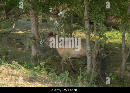 Wild Konik polonais ou cheval primitif (konik polski konik ou biłgorajski). Troupeau de 17 chevaux Konik du letton réserves naturelles était libération par Rewilding l'Ukraine sur Ermakov île dans le delta du Danube de l'Ukraine pour maintenir la biodiversité et paysage en mosaïque à travers le pâturage naturel. Ils sont utilisés pour vivre dans la nature Banque D'Images