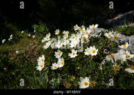 Libre de la dryade (Dryas octopetala, Rosaceae) dans les Alpes autrichiennes Banque D'Images