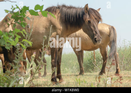 Troupeau de Konik sauvage ou primitive polonaise (konik polski ou chevaux konik biłgorajski). Troupeau de 17 chevaux Konik du letton réserves naturelles était libération par Rewilding l'Ukraine sur Ermakov île dans le delta du Danube de l'Ukraine pour maintenir la biodiversité et paysage en mosaïque à travers le pâturage naturel. Ils sont utilisés pour vivre dans la nature Banque D'Images