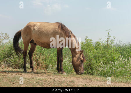 Troupeau de Konik sauvage ou primitive polonaise (konik polski ou chevaux konik biłgorajski). Troupeau de 17 chevaux Konik du letton réserves naturelles était libération par Rewilding l'Ukraine sur Ermakov île dans le delta du Danube de l'Ukraine pour maintenir la biodiversité et paysage en mosaïque à travers le pâturage naturel. Ils sont utilisés pour vivre dans la nature Banque D'Images