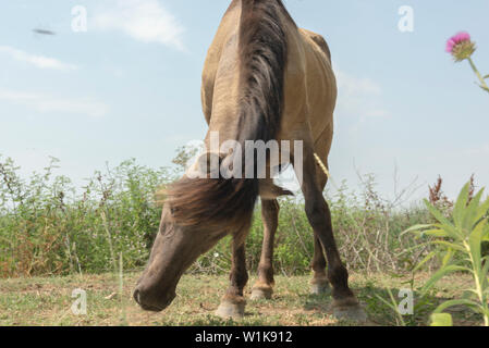 Wild Konik polonais ou cheval primitif (konik polski konik ou biłgorajski). Troupeau de 17 chevaux Konik du letton réserves naturelles était libération par Rewilding l'Ukraine sur Ermakov île dans le delta du Danube de l'Ukraine pour maintenir la biodiversité et paysage en mosaïque à travers le pâturage naturel. Ils sont utilisés pour vivre dans la nature Banque D'Images