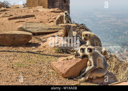 Gray langur monkey près de Savitri Mata temple à Ratnagiri hills à Pushkar. Le Rajasthan. L'Inde Banque D'Images