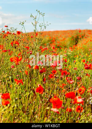 Champ de coquelicots rouges poussant à l'état sauvage en été, Hampshire, Angleterre, Royaume-Uni Banque D'Images