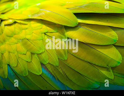 Grand ARA VERT - GUACAMAYO VERDE O LAPA VERDE (Ara ambiguus) Banque D'Images