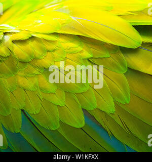 Grand ARA VERT - GUACAMAYO VERDE O LAPA VERDE (Ara ambiguus) Banque D'Images