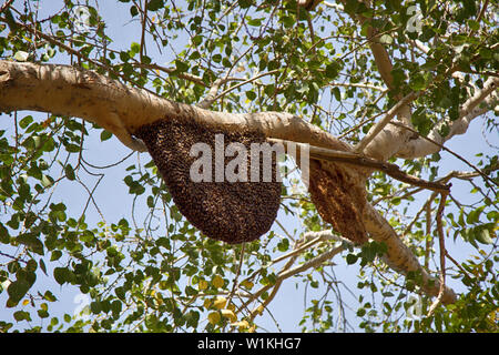 Essaim d'abeilles sur les branches d'arbres, le comportement d'essaimage, colonies, diamètre de nid d'abeilles cire sur compteur. Jaisalmer, grand désert indien Thar, parklan Banque D'Images