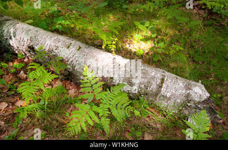 Un journal de bouleau se trouve dans la forêt le long du lac à l'extérieur de la Libellule Photo Studio sur Blue Moon Road North de câble, Wisconsin. (C) 2013 Tom Kelly Banque D'Images