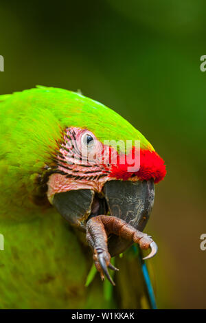 Grand ARA VERT - GUACAMAYO VERDE O LAPA VERDE (Ara ambiguus) Banque D'Images