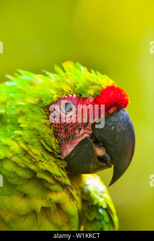 Grand ARA VERT - GUACAMAYO VERDE O LAPA VERDE (Ara ambiguus) Banque D'Images