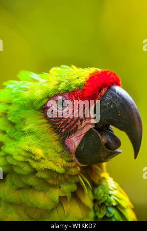 Grand ARA VERT - GUACAMAYO VERDE O LAPA VERDE (Ara ambiguus) Banque D'Images